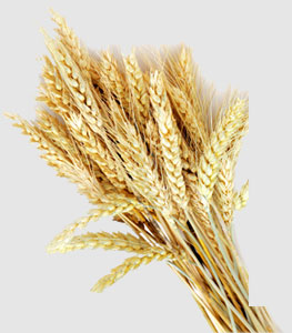 ��ҳ| CA88�����й�Ψһ�ٷ���վ